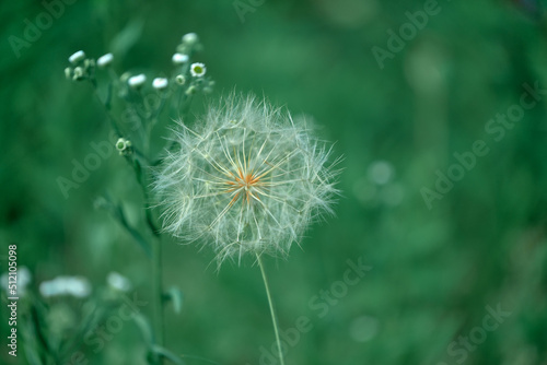 dandelion in the grass 