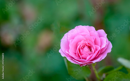 Rosenblüte (Rosa sp.)