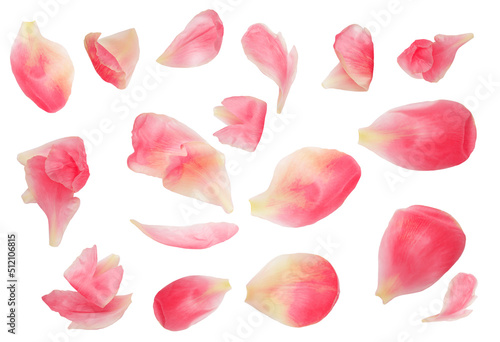 Fototapeta Naklejka Na Ścianę i Meble -  Pink peony flower isolated on white background . Pattern. . Beautiful peony bud top view. Flat lay. Creative layout.
