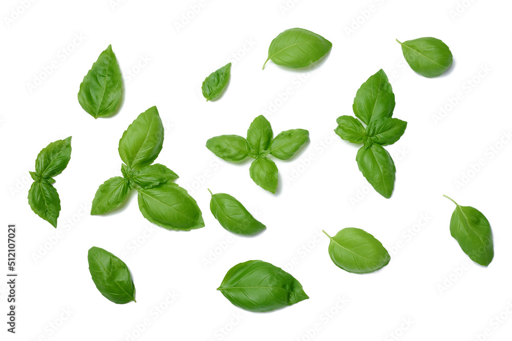 Various green basil leaves isolated on white background Various green basil leaves isolated on white background