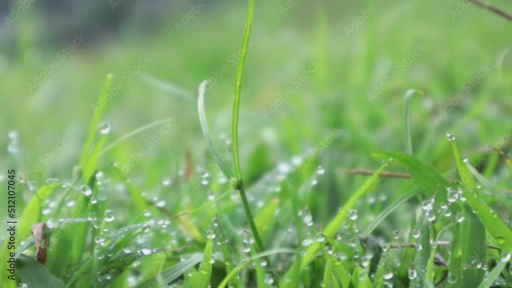 Walking through meadow with water dew in foreground bokeh. Lush foliage meadow. Walking through meadow with water dew in foreground bokeh. Lush foliage meadow.