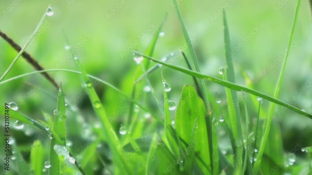 Walking through meadow with water dew in foreground bokeh. Lush foliage meadow. Walking through meadow with water dew in foreground bokeh. Lush foliage meadow.