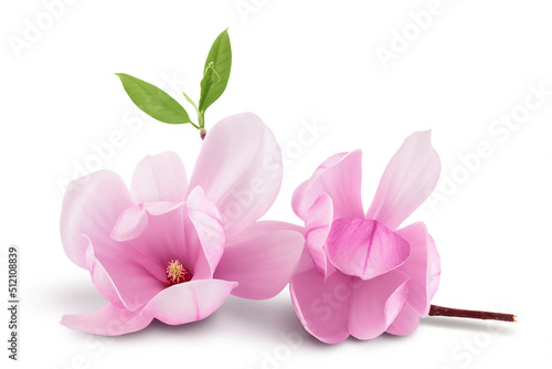 Pink magnolia flower isolated on white background with full depth of field