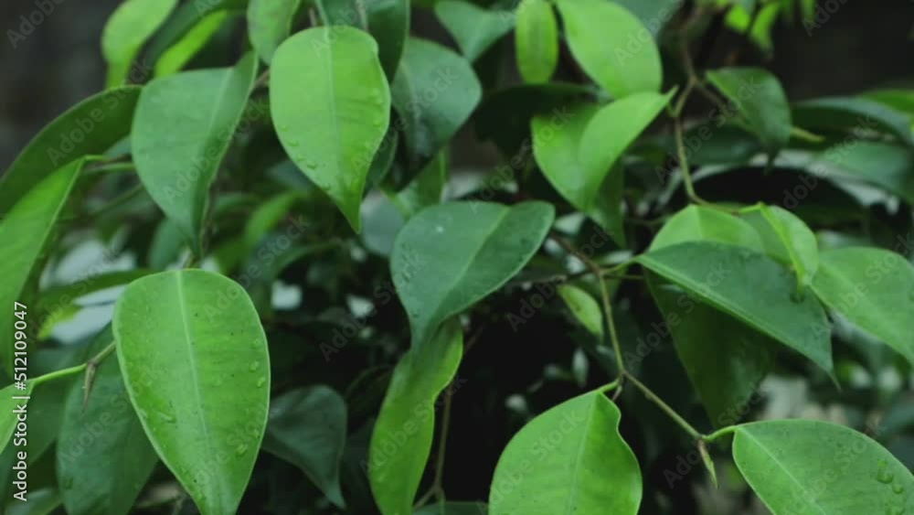 Raindrops flow down the leaf of the plant. Green leaf with drops. Raindrops flow down the leaf of the plant. Green leaf with drops.