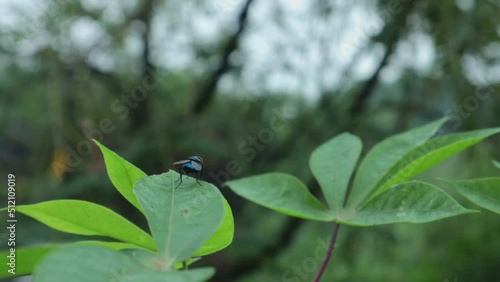 View of wild grass in the wild which is very green. green background. top view of natural grass with grasshoppers. animal on the leaf.