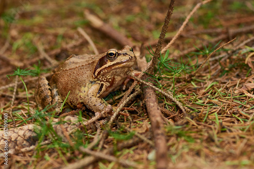 Grasfrosch im Herbst im Wald	