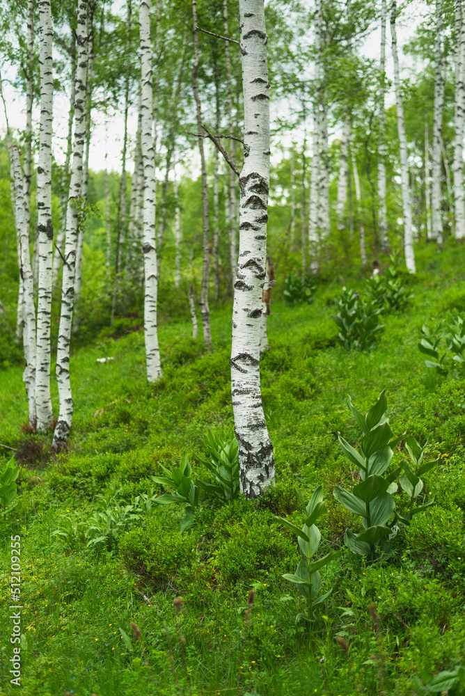 Obraz premium Birch grove with untouched grass on a summer sunny day.
