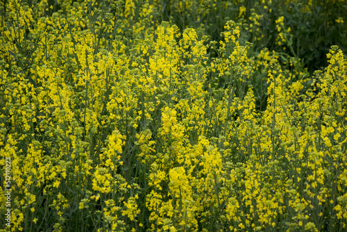 Fields of yellow flowering nanohana at Gongendo Park in Satte,Saitama,Japan(selective focus)