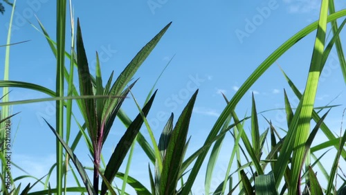 Green grass field, tree branches leaves, blue sky. Scenic view through branches of trees with green foliage on clear blue sky sunny summer day.