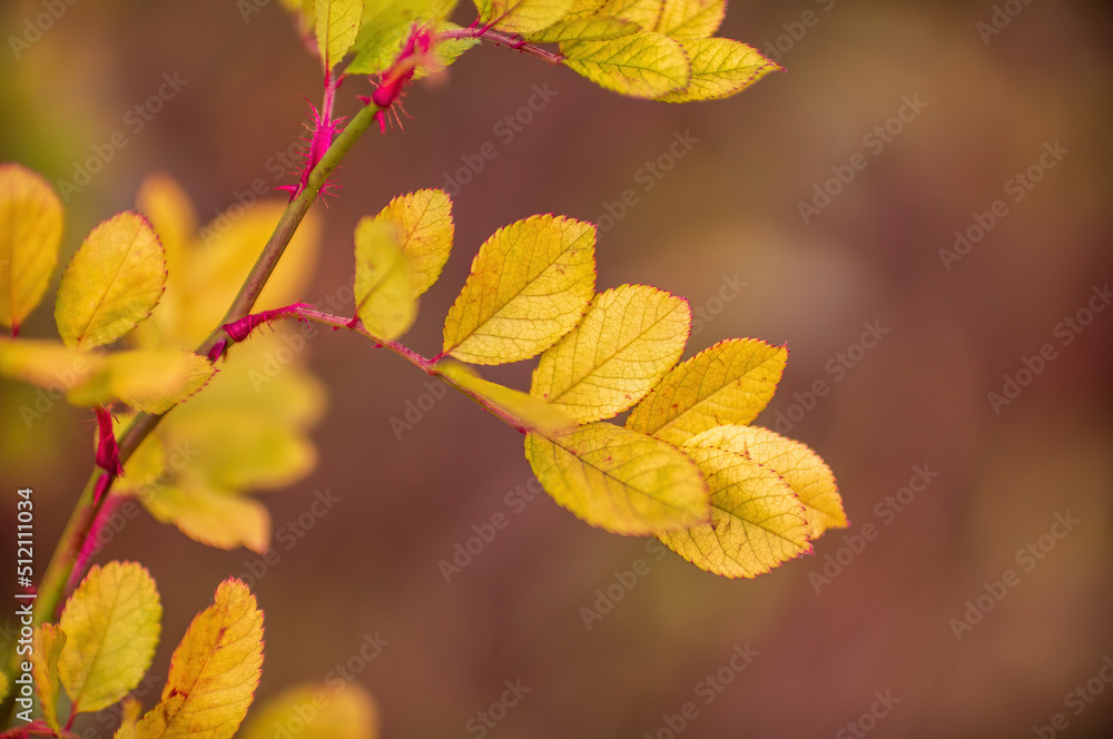 one branch with brown autumn leaves in the forest one branch with brown autumn leaves in the forest