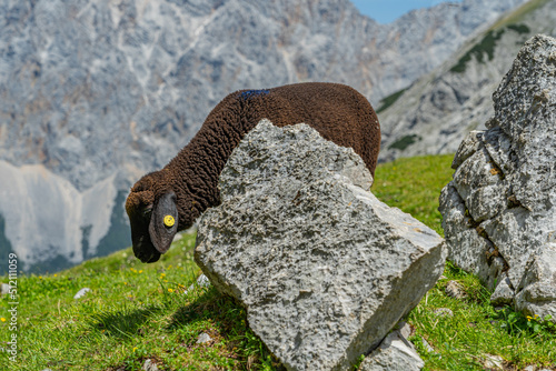 Schwarzes Schaaf versteckt sich hinterm Fels photo