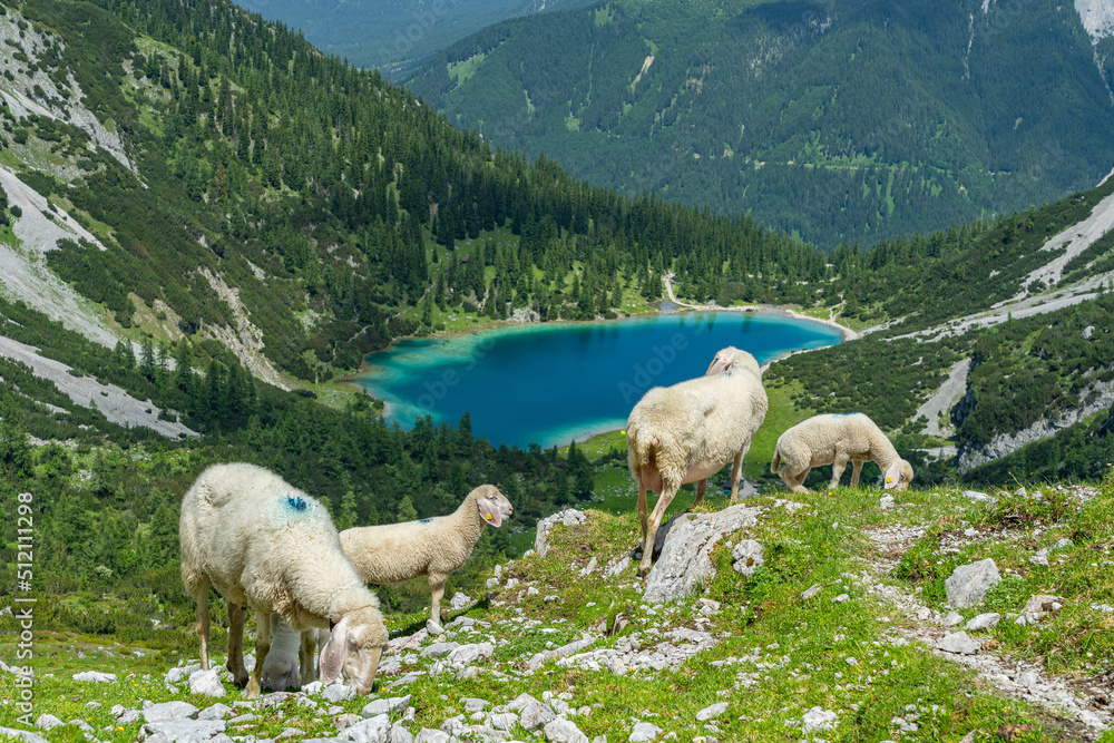 Fototapeta premium Schafe genießen den Blick auf den Seebensee