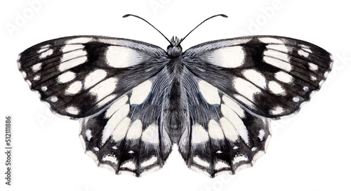 Watercolor marbled white butterfly. Melanargia galathea isolated on white background. Hand drawn painting insect illustration.