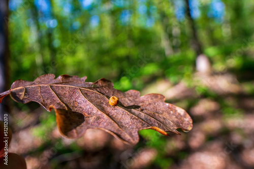 one branch with brown autumn leaves in the forest