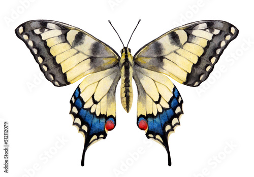 Watercolor the Old world swallowtail butterfly. Papilio machaon isolated on white background. Hand drawn painting insect illustration.