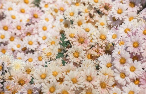 Beautiful bright white and pink chrysanthemum flower on the background of other chrysanthemum flowers (shallow DOF, selective focus on the chrysanthemum petals)