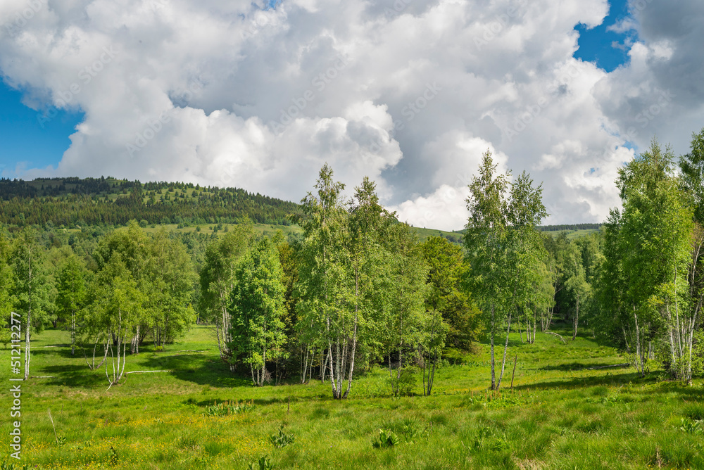 Birch grove with untouched grass on a summer sunny day.