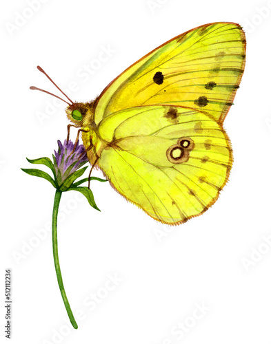 Watercolor the pale clouded yellow butterfly. Colias hyale isolated on white background. Hand drawn painting insect illustration. photo