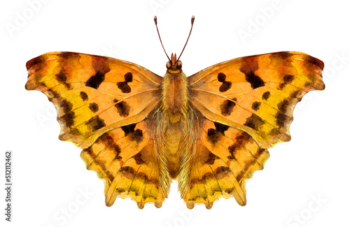 Watercolor the comma butterfly and caterpillar. Polygonia c-album isolated on white background. Hand drawn painting insect illustration.