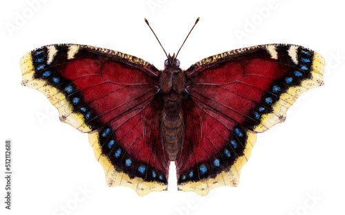 Watercolor mourning cloak or Camberwell beauty butterfly. Nymphalis antiopa isolated on white background. Hand drawn painting insect illustration. photo