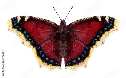 Photography Watercolor mourning cloak or Camberwell beauty butterfly