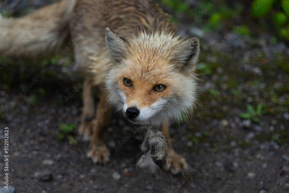 Naklejka premium red fox vulpes