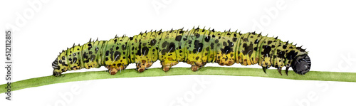 Watercolor the large white or cabbage butterfly caterpillar. Pieris brassicae isolated on white background. Hand drawn painting insect illustration.