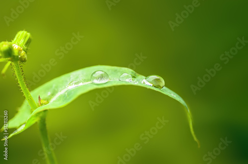 one branch with green leaves in the forest