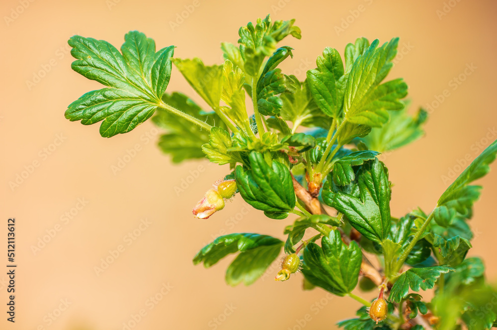 one branch with green leaves in the forest one branch with green leaves in the forest