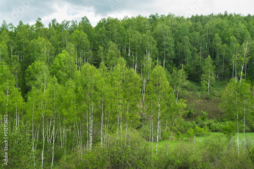 Birch grove with untouched grass on a summer sunny day.