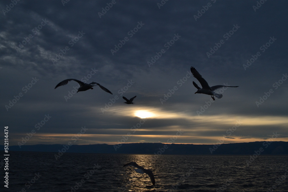 seagulls at sunset on Lake Baikal