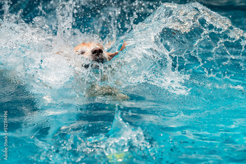 Dog jumps into the pool and playing with ball © Waraphorn Aphai