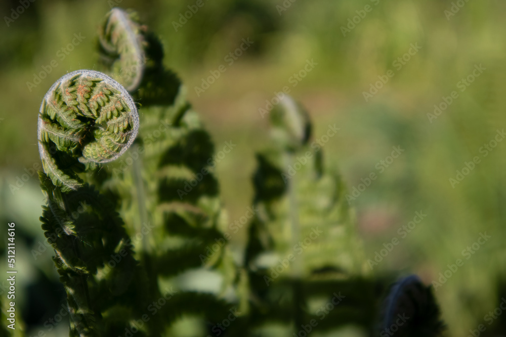 Obraz premium Common polypody polypodium vulgare. Dark green fern fronds. Botanical foliage texture background. Fresh green fern leaves