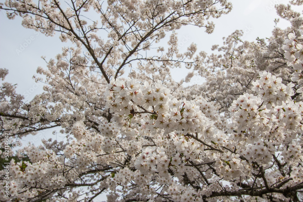 Fully bloomed cherry blossoms at Samurai District of Kakunodate,Akita,Tohoku,Japan in spring. Fully bloomed cherry blossoms at Samurai District of Kakunodate,Akita,Tohoku,Japan in spring.