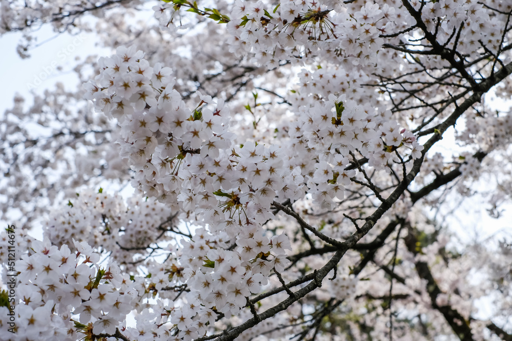 Obraz premium Fully bloomed cherry blossoms at Samurai District of Kakunodate,Akita,Tohoku,Japan in spring.