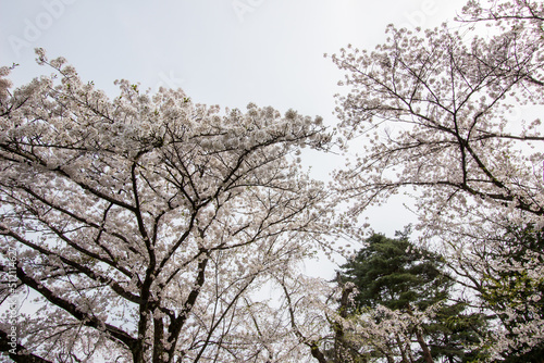 Fully bloomed cherry blossoms at Samurai District of Kakunodate,Akita,Tohoku,Japan in spring.