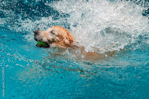 Dog jumps into the pool and playing with ball
