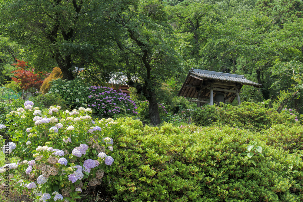 紫陽花の花が美しい6月の桂木観音　埼玉県毛呂山町