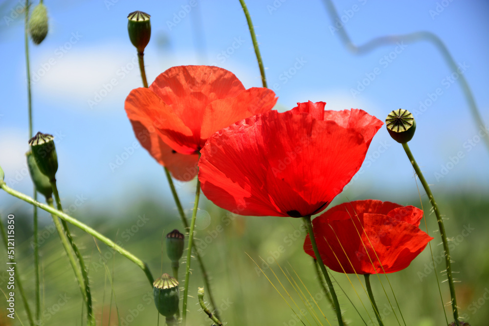 Obraz premium red poppy on blue background