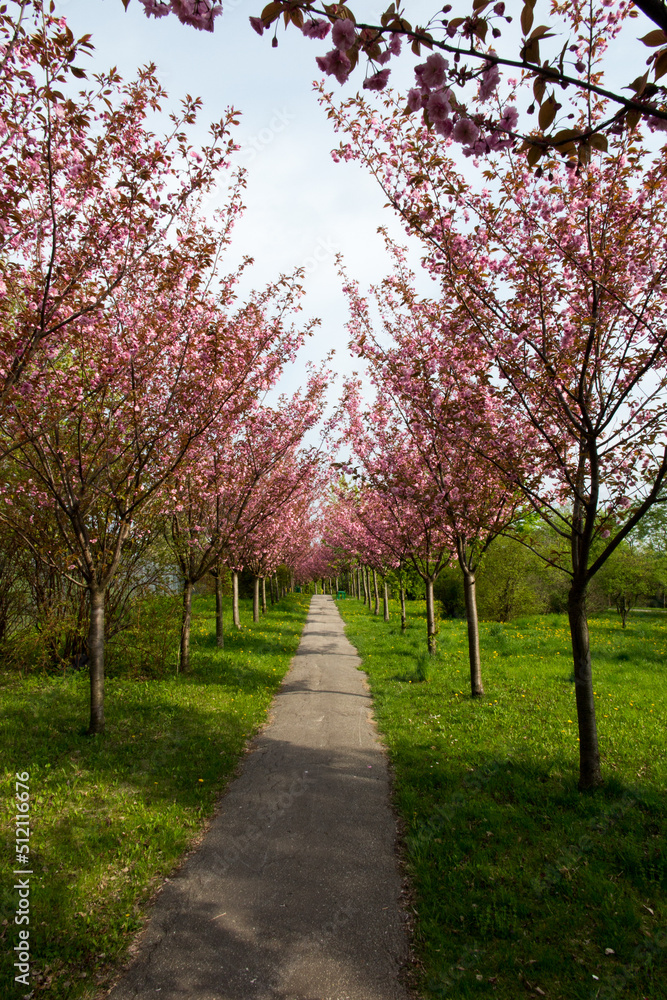 Park alley with almond trees on both sides with lovely pink flowers