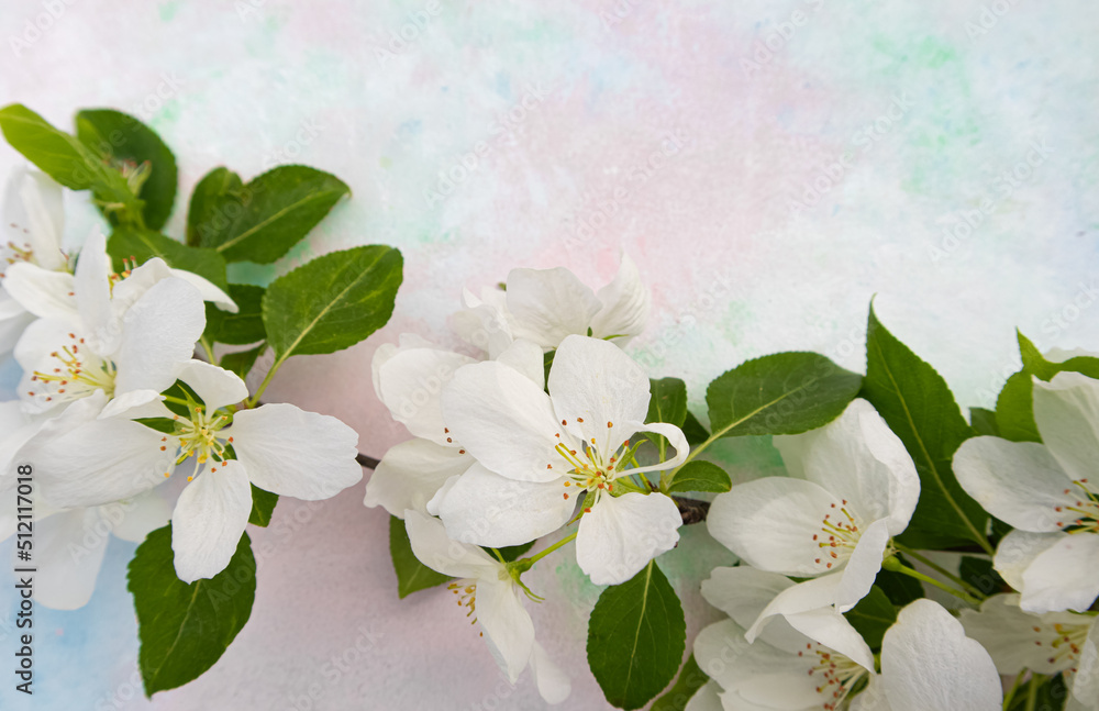Fototapeta premium White apple blossoms on a light background with a place for your text. Spring season, spring colors. Wallpaper, background.