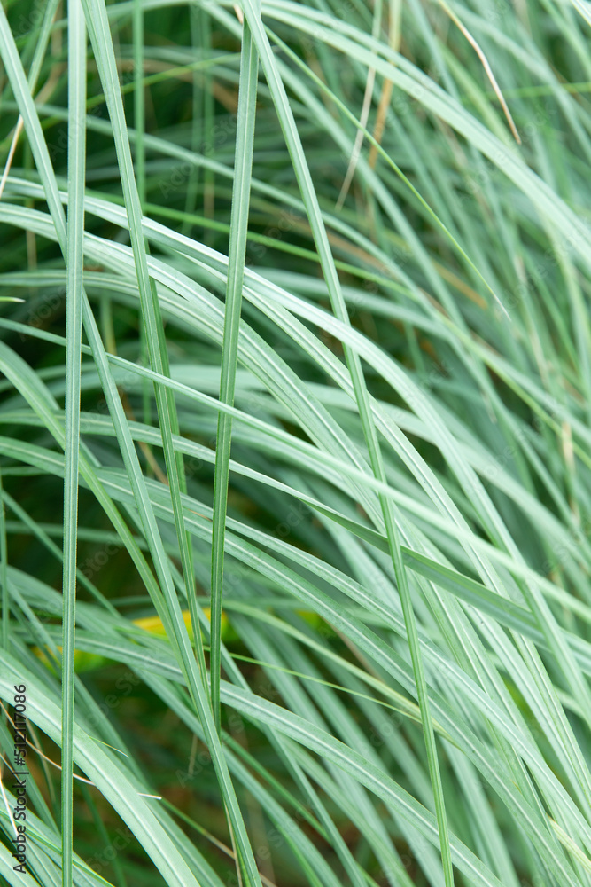 Green grass. Ideal for the background. Green grass. Ideal for the background.