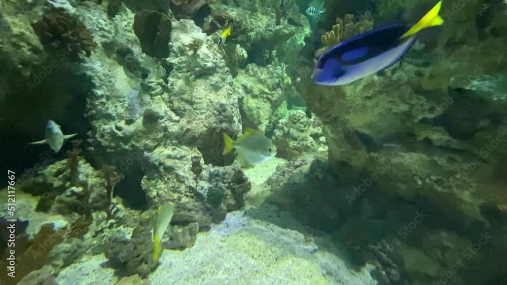 Poissons tropicaux d’un aquarium à Montpellier, Occitanie Poissons tropicaux d’un aquarium à Montpellier, Occitanie