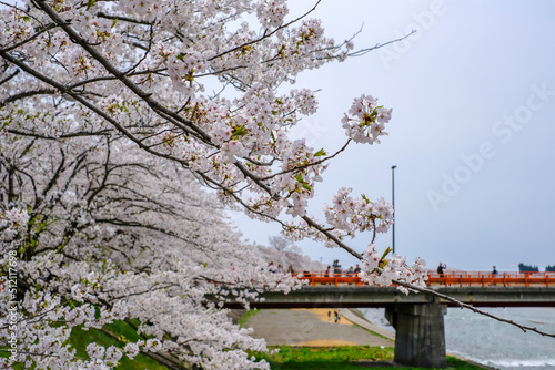 Wallpaper Mural Kakunodate,Akita,Tohoku,Japan on April 27,2018:Yokomachi Bridge and fully bloomed cherry blossoms along Hinokinai River.(selective focus) Torontodigital.ca