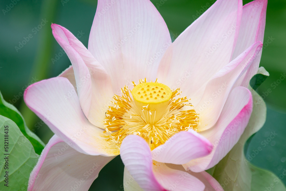 lotus flower petals and pistil. copy space for environment, greenery, beauty, religion, meditation, yoga and natural. lotus flower petals and pistil. copy space for environment, greenery, beauty, religion, meditation, yoga and natural.