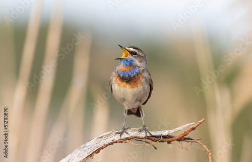Bluethroat, Luscinia svecica. A bird sits on a dry branch and sings © Юрій Балагула