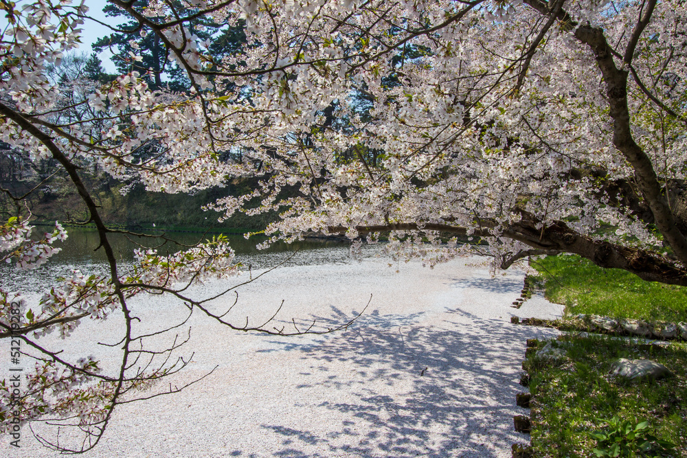 Cherry blossom rafts(Hanaikada) on the pond in Hirosaki Park,Aomori,Tohoku,Japan. Cherry blossom rafts(Hanaikada) on the pond in Hirosaki Park,Aomori,Tohoku,Japan.