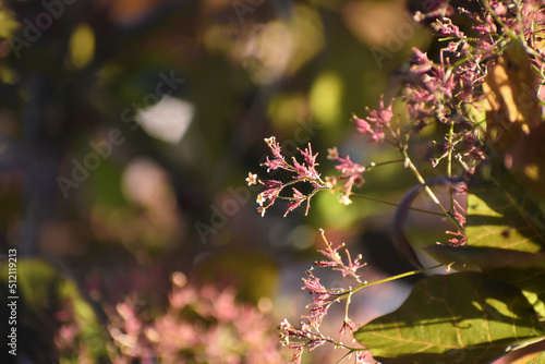 pink flowers in the garden