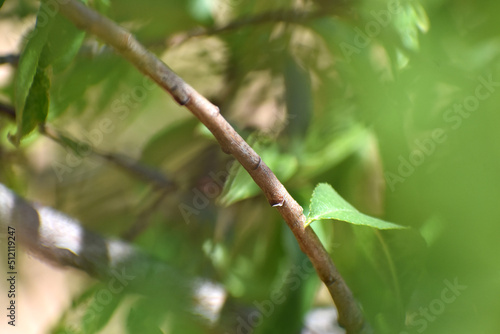 leaves on a branch