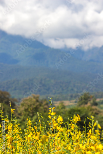 Fields of Crotalaria juncea sunn hemp  and beautiful sky in Pai Mae Hong Son Northern Thailand